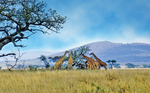Aanbieding vliegtickets Zuid Afrika v.a 354,-!