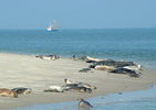 Goedkope vakantie op Texel v.a. 99,- per huisje!