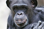 Weekendje op Safari in Nederland v.a 38,50 p.p!
