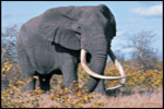 Actieve vakantie met kinderen? Afrika reizen va 899,--