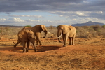 Last minute vakantie aanbieding Kenia v.a 739,- all-in!