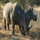 Kruger Park