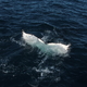 vancouver island whale watching