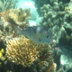 the great barrier reef