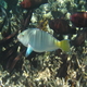 the great barrier reef