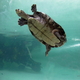the great barrier reef