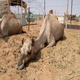 egypte sharm el sheik