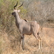 Kruger Park