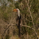 Kruger Park