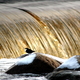 Scandinavie