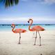 vakantie Aruba boeken