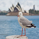 Australie reizen boeken
