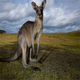 visum australie