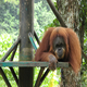 vakantie sumatra