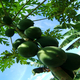 sulawesi vakantie