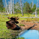 goedkope vliegtickets alaska