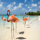 vakantie Aruba boeken