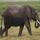 safari kenia