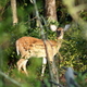 Vakantie Hoge Veluwe