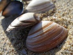 Belgische kust