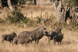 Kruger Park