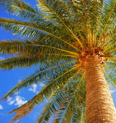 Zonnestrand Bulgarije