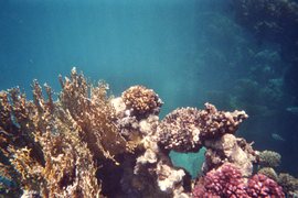 duiken malediven