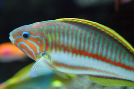 De Seychellen