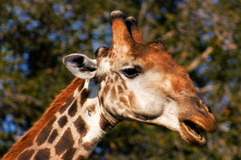 Budgettips Zuid Afrika