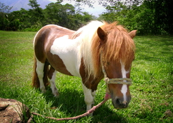 Ponypark Slagharen & Ponyparkcity
