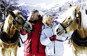 paarden in de sneeuw