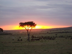Kenia Safaris
