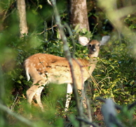 De Veluwe