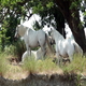 Cote d'Azur Camargue paarden