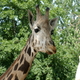 Giraffe in dierentuin in Kroatie