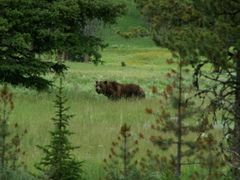 British Columbia grizzly