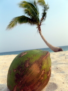 Varadero Palmboom