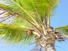 palmboom aruba