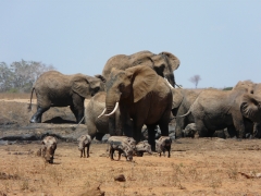 olifanten op safari in kenia